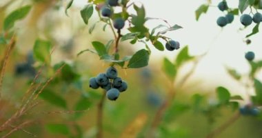 Yabanmersini toplayan bir erkek çiftçinin yakın çekimi. Yabanmersini hasadı.