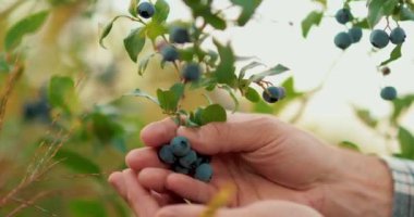 Yabanmersini toplayan bir erkek çiftçinin yakın çekimi. Yabanmersini hasadı.
