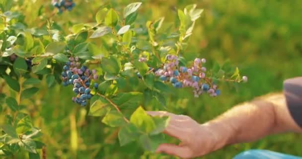 一名男性农民在采摘蓝莓时的特写镜头 蓝莓收获 — 图库视频影像