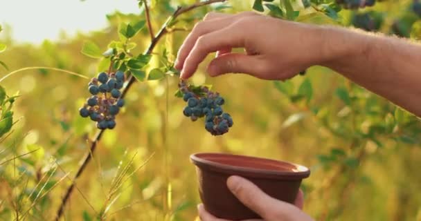 男の農夫がブルーベリーのベリーを手に入れた ブルーベリーの収穫 — ストック動画
