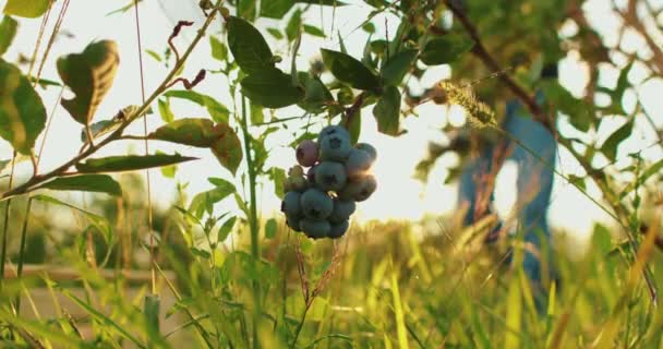一名男性农民在采摘蓝莓时的特写镜头 蓝莓收获 — 图库视频影像