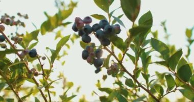 Taze ve olgun organik yaban mersinleri bir yaz günü bahçede yetişir. Hasattan önce yaban mersini meyvesi.