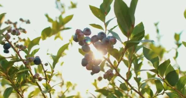 여름날 정원에서 자라는 신선하고 유기농 블루베리 수확하기 블루베리 — 비디오