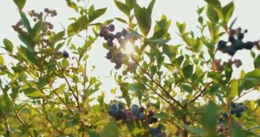 Taze ve olgun organik yaban mersinleri bir yaz günü bahçede yetişir. Hasattan önce yaban mersini meyvesi.