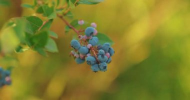 Taze ve olgun organik yaban mersinleri bir yaz günü bahçede yetişir. Hasattan önce yaban mersini meyvesi.