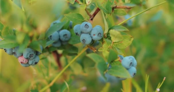 夏の日に庭で育つ新鮮で熟したオーガニックブルーベリー 収穫する前にブルーベリーの果物 — ストック動画