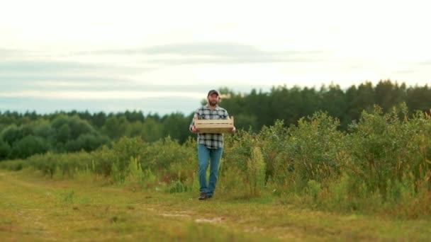 Dışarıda Yabanmersini Dolu Bir Kutu Olan Erkek Çiftçi Yabanmersini Ekimi — Stok video