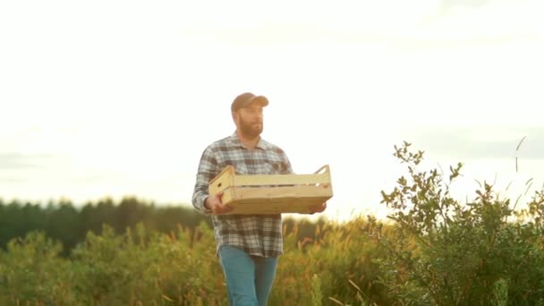 Petani Pria Dengan Sekotak Blueberry Luar Ruangan Budidaya Dan Panen — Stok Video