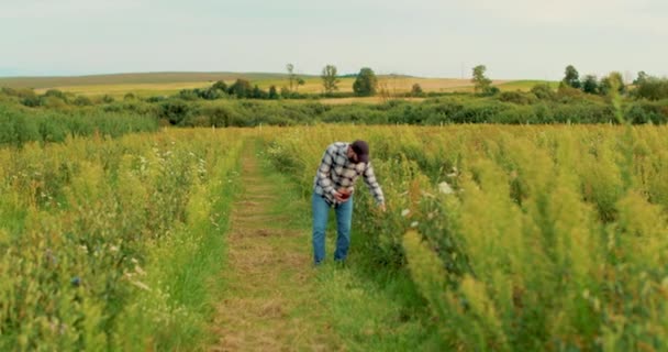 Fazendeiro Inspeciona Arbustos Mirtilo Uma Grande Plantação Agricultura Cultivo Bagas — Vídeo de Stock