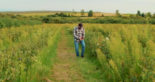Ein Bauer Inspiziert Blaubeersträucher Auf Einer Großen Plantage Landwirtschaft Beerenanbau — Stockvideo