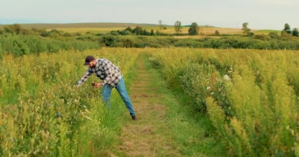 농부는 농장에서 블루베리 덤불을 검사합니다 성장하는 — 비디오