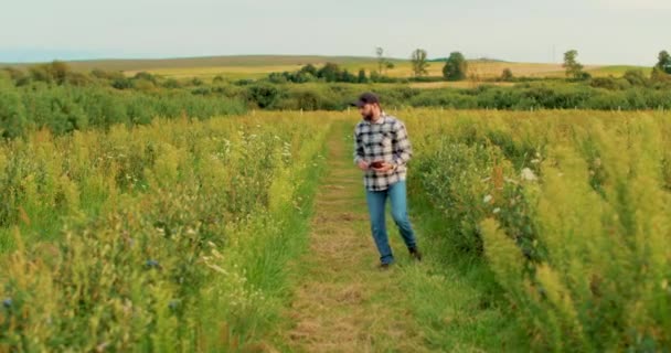 Rolnik Sprawdza Krzewy Jagód Dużej Plantacji Rolnictwo Uprawy Jagód — Wideo stockowe