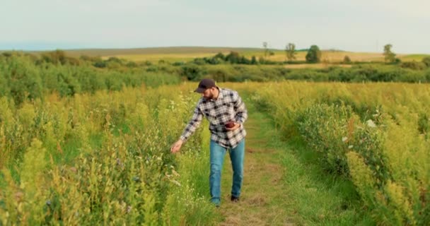 Фермер Осматривает Черничные Кусты Большой Плантации Сельское Хозяйство Выращивание Ягод — стоковое видео
