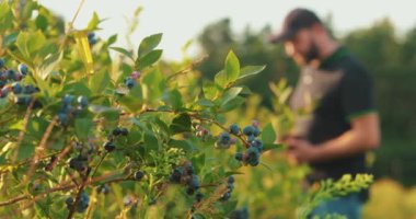 Siyah tişörtlü ve şapkalı bir adam yabanmersini çalılarını inceleyip böğürtlen topluyor..