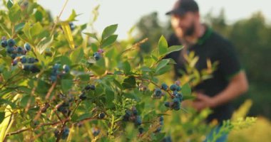 Siyah tişörtlü ve şapkalı bir adam yabanmersini çalılarını inceleyip böğürtlen topluyor..