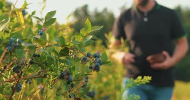 Siyah tişörtlü ve şapkalı bir adam yabanmersini çalılarını inceleyip böğürtlen topluyor..