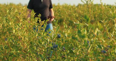 Siyah tişörtlü ve şapkalı bir adam yabanmersini çalılarını inceleyip böğürtlen topluyor..
