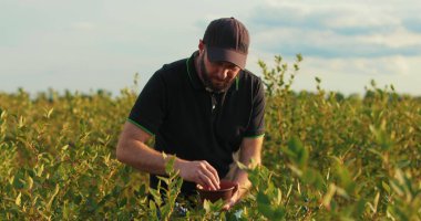Siyah tişörtlü ve şapkalı bir adam yabanmersini çalılarını inceleyip böğürtlen topluyor..