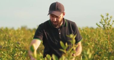 Siyah tişörtlü ve şapkalı bir adam yabanmersini çalılarını inceleyip böğürtlen topluyor..