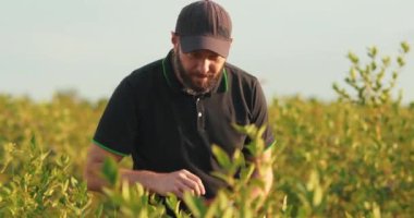 Siyah tişörtlü ve şapkalı bir adam yabanmersini çalılarını inceleyip böğürtlen topluyor..