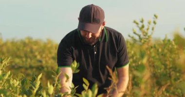 Siyah tişörtlü ve şapkalı bir adam yabanmersini çalılarını inceleyip böğürtlen topluyor..