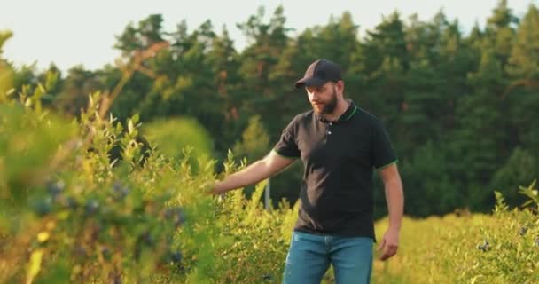 Bărbat Într Tricou Negru Șapcă Examinează Tufișurile Afine Colectează Fructe — Videoclip de stoc