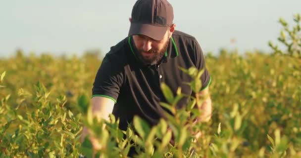 Hombre Con Una Camiseta Negra Gorra Examina Arbustos Arándanos Recoge — Vídeos de Stock