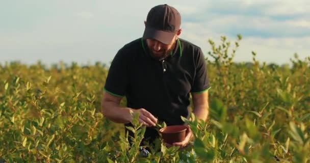 Een Man Een Zwart Shirt Pet Onderzoekt Bosbessen Struiken Verzamelt — Stockvideo