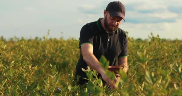 Man Black Shirt Cap Examines Blueberry Bushes Collects Berries — Stock Video