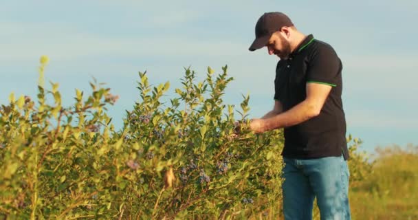 一个身穿黑色T恤 头戴黑色帽子的男人仔细检查蓝莓灌木 收集浆果 — 图库视频影像