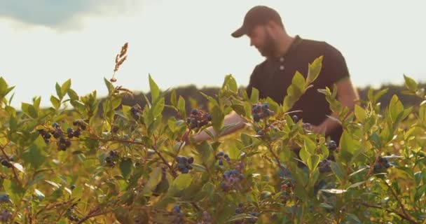 Homem Uma Camiseta Preta Boné Examina Arbustos Mirtilo Coleta Bagas — Vídeo de Stock