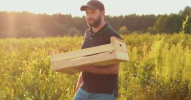 Omzunda tahta bir kutu olan bir çiftçi yabanmersini topluyor. Organik bir eko çiftliğinde gerçek bir hasat süreci, yavaş çekim..