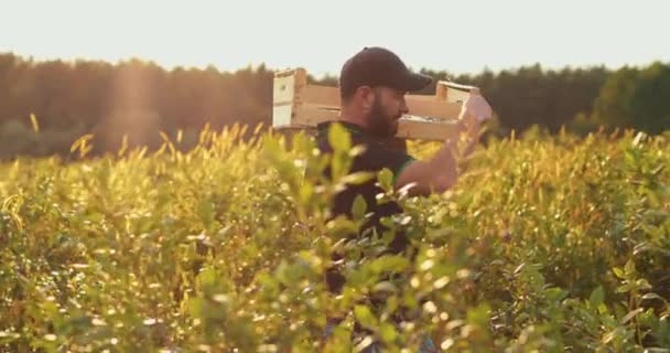 一个肩上背着木箱的农民正在采摘蓝莓 有机生态农场收获的实际工作过程 缓慢运动 — 图库视频影像