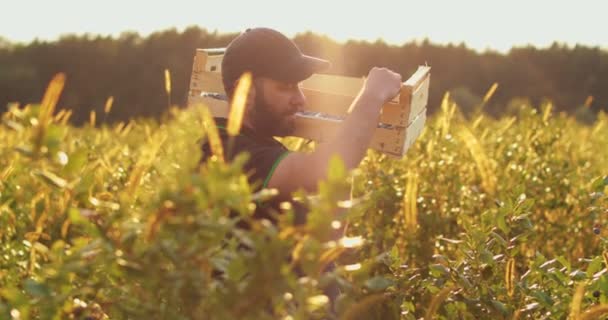 Egy Farmernek Fadobozzal Vállán Szedi Áfonyát Valódi Munkafolyamat Biogazdaságban Történő — Stock videók