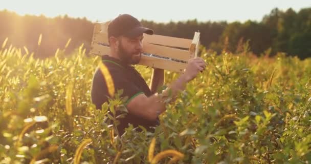 肩に木箱を持った農夫がブルーベリーを選んでいます 有機エコファームでの収穫のリアルな作業プロセス スローモーション — ストック動画
