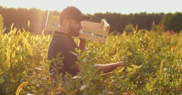 Egy Farmernek Fadobozzal Vállán Szedi Áfonyát Valódi Munkafolyamat Biogazdaságban Történő — Stock videók