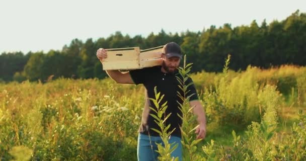 Agricultor Com Uma Caixa Madeira Ombro Está Colhendo Mirtilos Processo — Vídeo de Stock