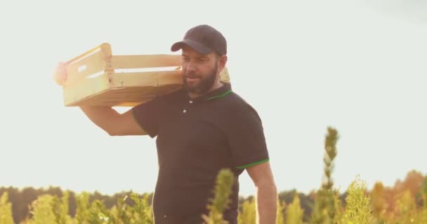 Farmer Wooden Box His Shoulder Picking Blueberries Real Working Process — Stock Video
