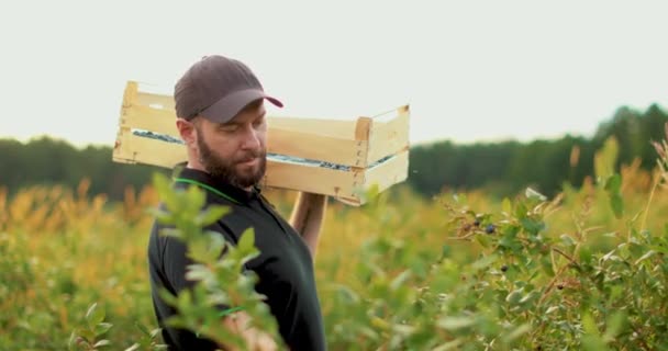 Farmer Wooden Box His Shoulder Picking Blueberries Real Working Process — Stock Video
