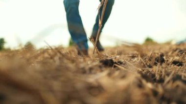 Yan görüş: erkek elleri sahada toprağa dokunuyor. Toprağı elleriyle tutan bir çiftçinin yakın çekimi. Çiftçi ekmeden önce toprağın kalitesini kontrol eder..