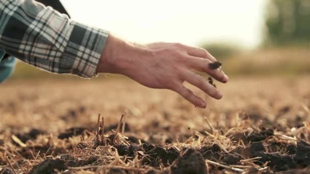 Πλευρική Άποψη Αρσενικά Χέρια Αγγίζουν Χώμα Στο Χωράφι Ένα Κοντινό — Αρχείο Βίντεο