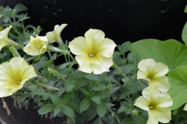 Sarı çiçekli bir petunya çalısı