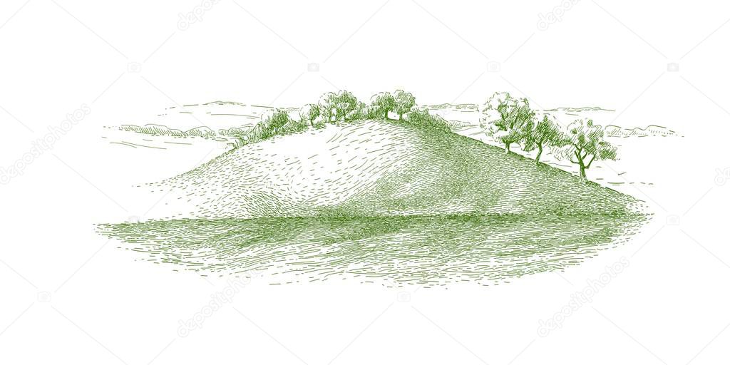 Grass on the fields hill landscape. Set of fruit trees: olive, apple, plum, apricot. Orchard, grove. Vector realistic black and white vintage sketch illustration