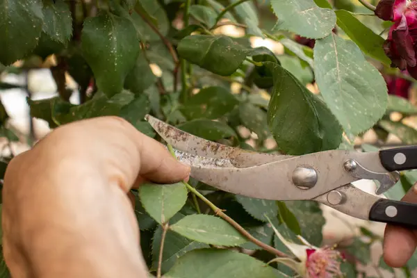 man cutting a tree with tree scissors