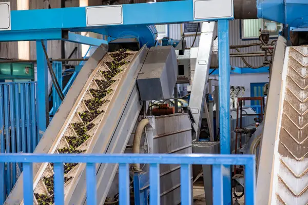 Fresh harvested olives transported on conveyor belt to pressing machine