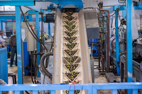 Fresh harvested olives transported on conveyor belt to pressing machine