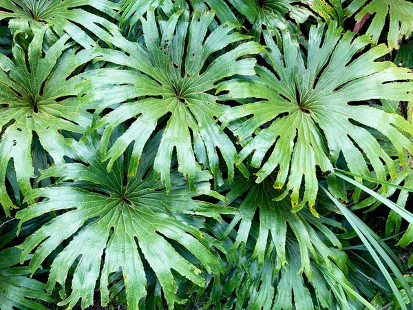 Dipteridaceae, yaygın olarak şemsiye eğreltiotu olarak bilinir. Dipteris eşleniği.