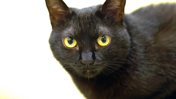 Gözlerinde sarı lekeler olan siyah kedi, yakın plan, beyaz arka plan.