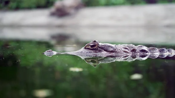 Reflexão Crocodilo Caiman Superfície Lagoa Água Jacaré Com Óculos — Fotografia de Stock