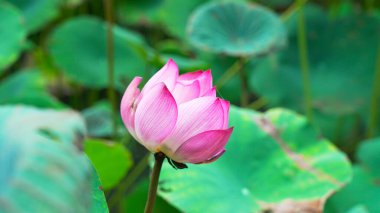 Bahçedeki pembe nilüfer çiçeği. (Nelumbo nucifera)